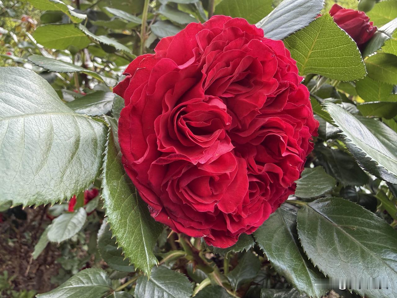 【小对联】
上：……？
下：久别。