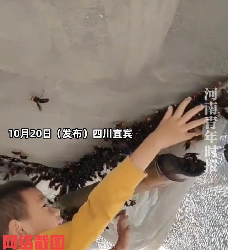 四川宜宾有小孩哥用手抓马蜂。

此刻如果换个别人恐怕还不敢，可眼前马蜂们没有一只