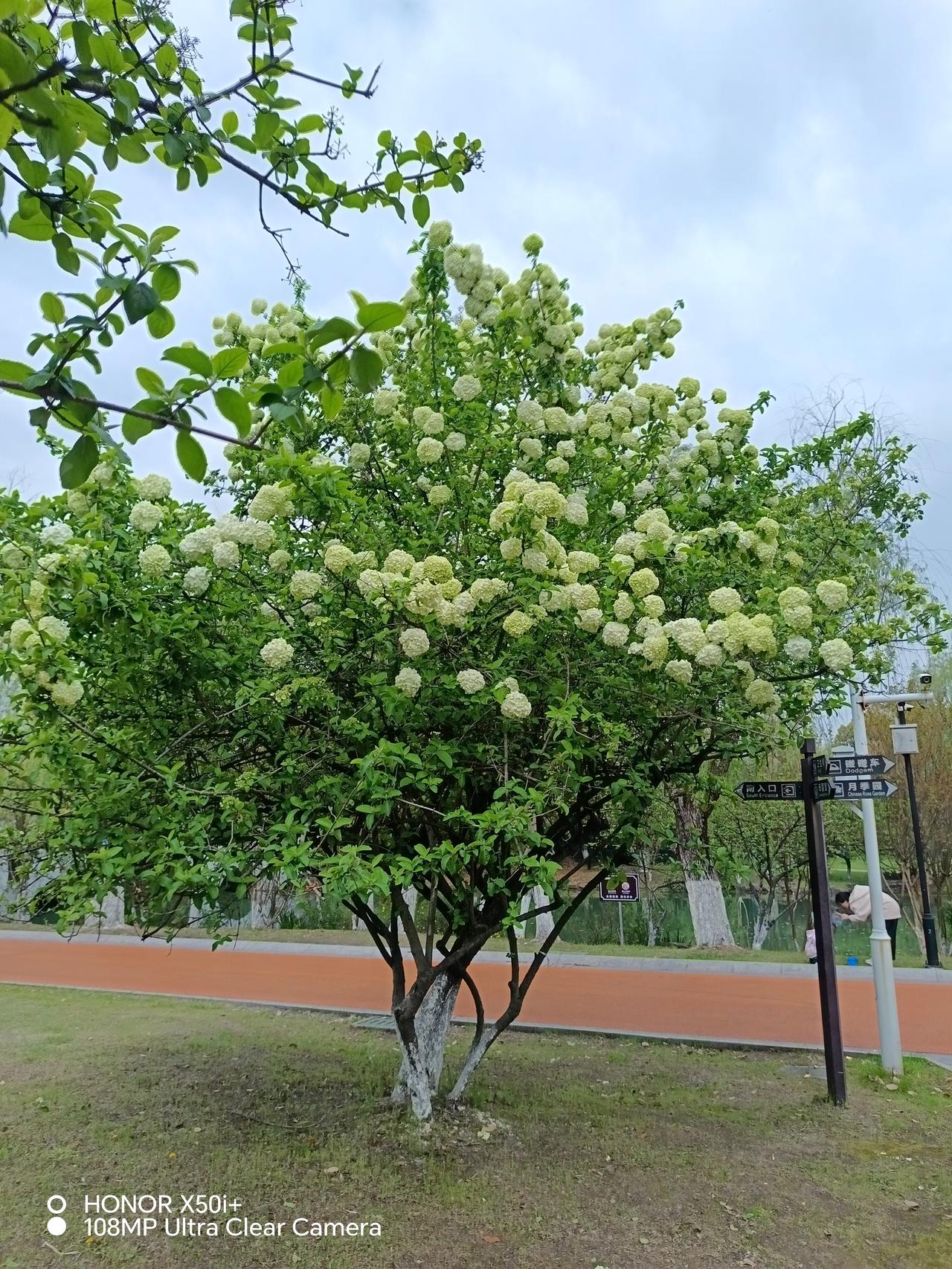 看看你相册里的树吴江公园的绣球花树