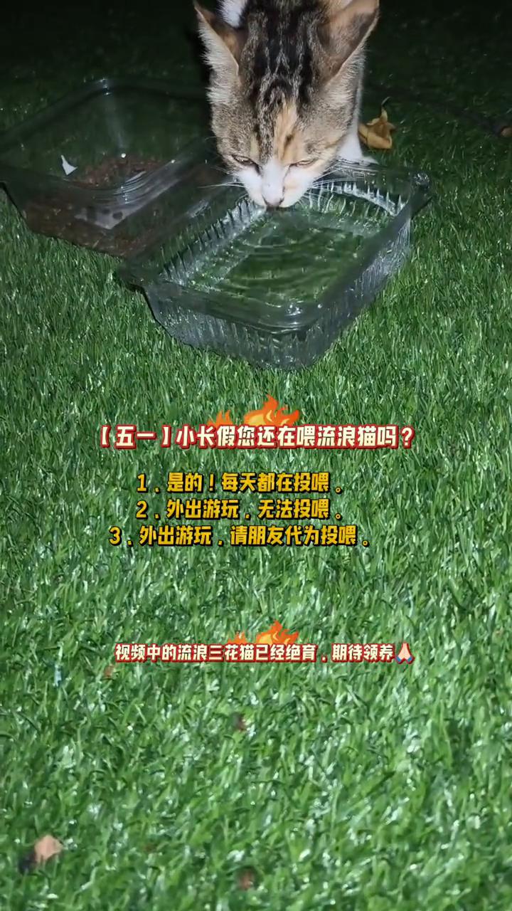 五一小长假您还在喂流浪猫吗？
·1.是的，每天都在投喂。
·2.外出游玩，无法投