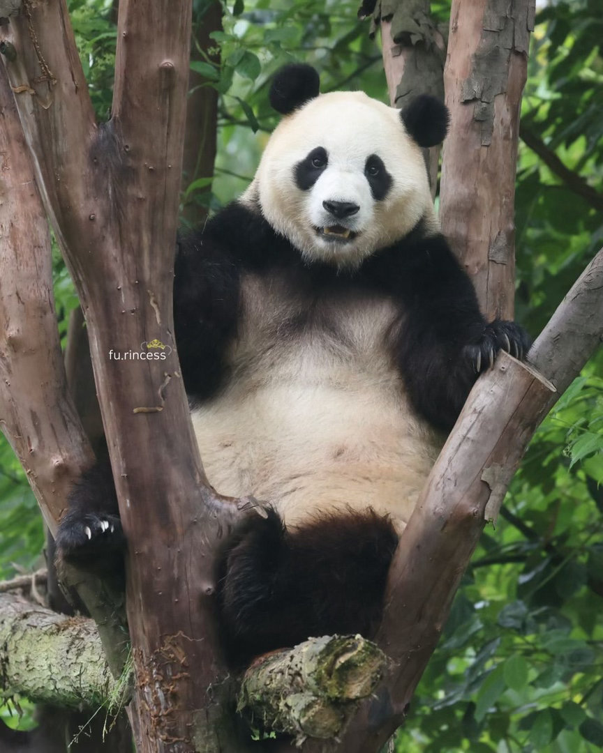 熊猫守护者 🐼森林驿站🌳身为竹林里的快乐源泉，大熊猫的到来让世界愈发鲜活有趣