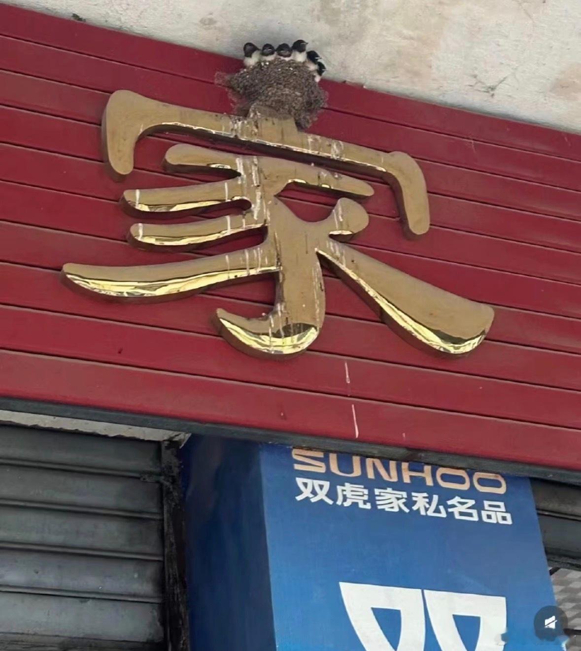 好会选址的燕子爸妈生了好大一窝小燕子哈哈哈 