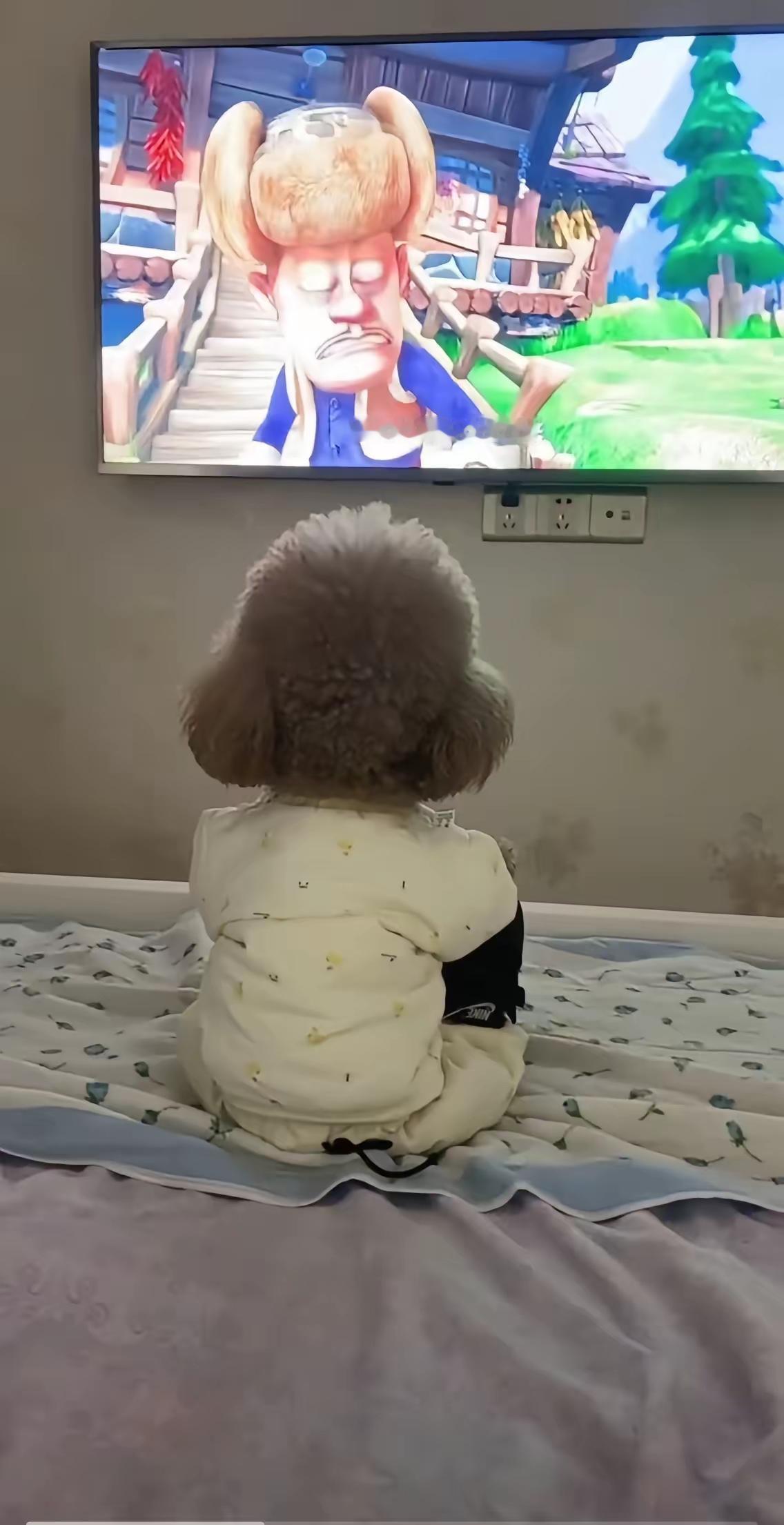 山东这狗成精了？主人睡成猪，它通宵追完了一整夜电视！
 
真要被山东这只狗子笑不