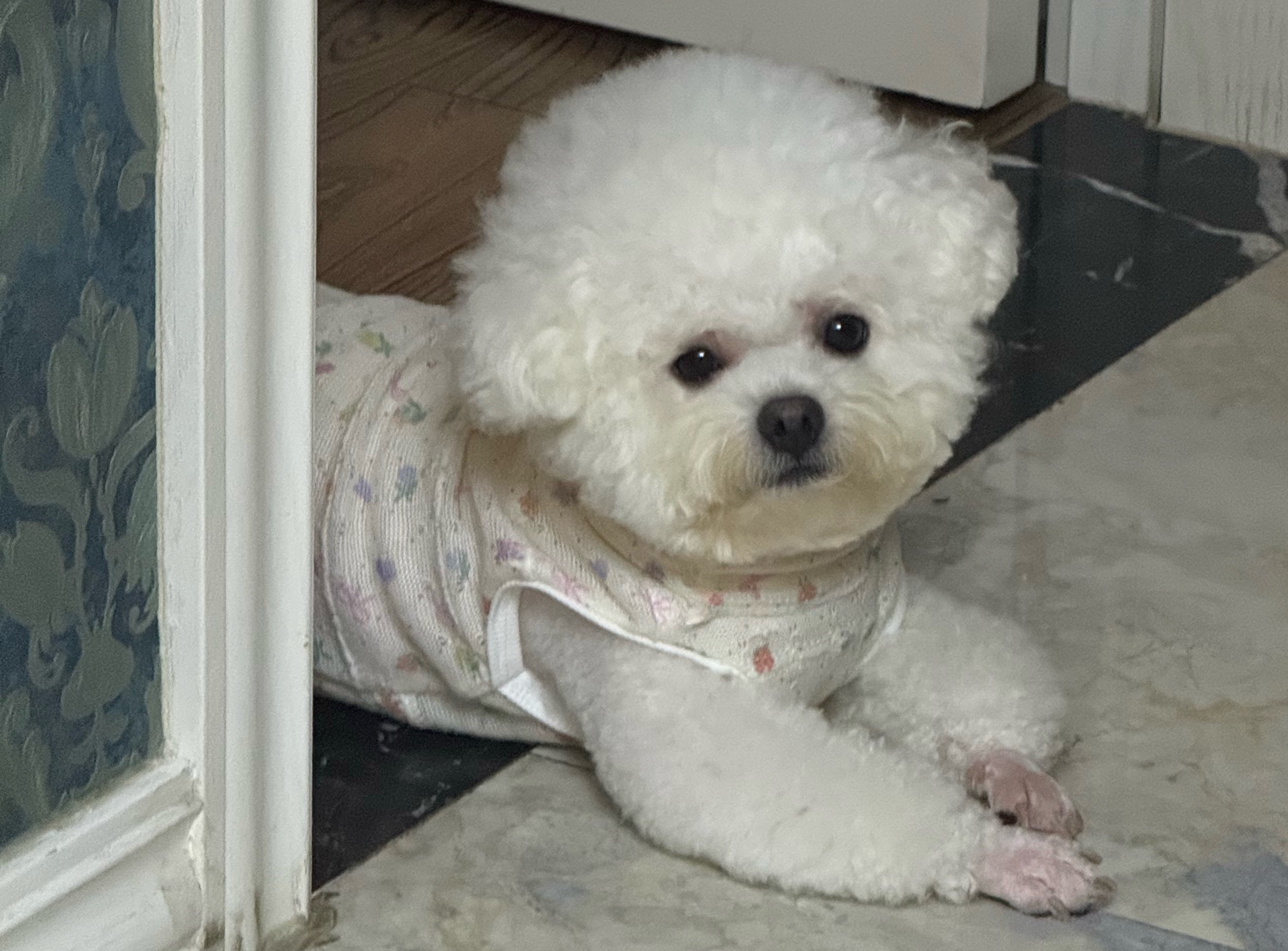 不肯睡觉委屈巴巴🥺小狗生气有多可爱