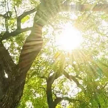 ☀️阳光信用 每日一善 🦋春暖花会开！如果你以前历过冬天，那么你就会有春⾊！如