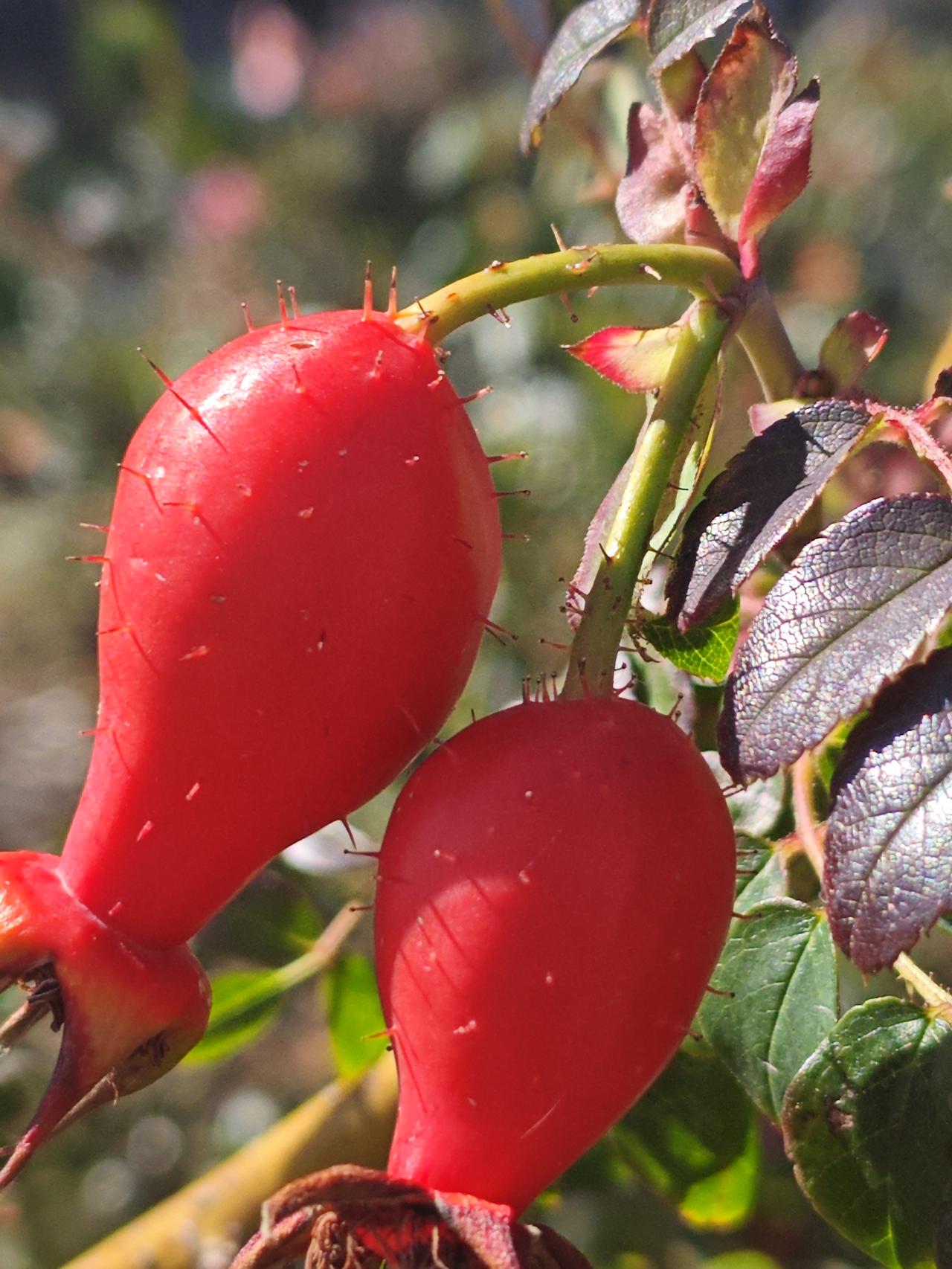 玫瑰果你见过吗？

在但尼丁火车站旁的路边，拍到了一种红色小瓶状的果实，首次看见