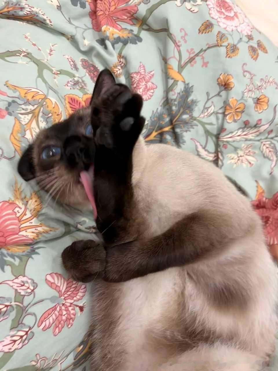 4130只黑脸这是猫啊？ 