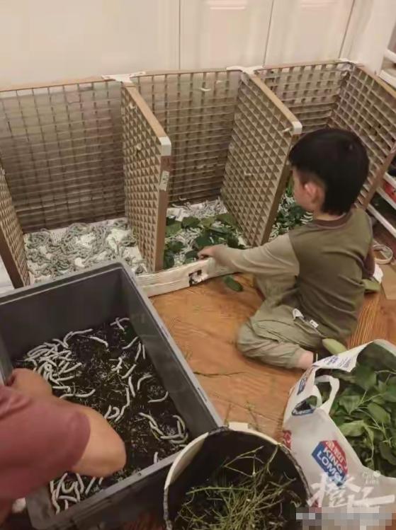 5月12日报道，湖北武汉，6岁儿子想给自己做一床蚕丝被，爸爸一拍胸脯"试试看"，