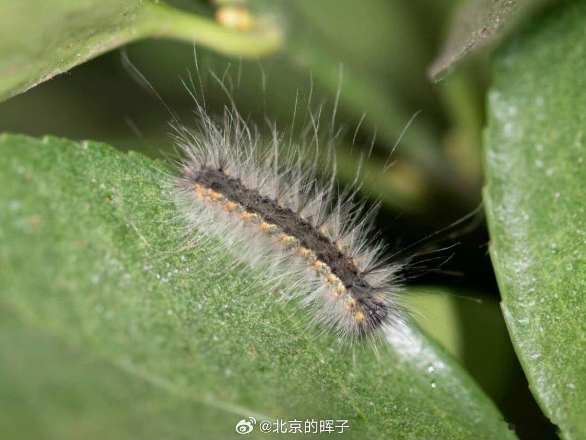 北京释放7亿只小蜂治毛毛虫先别被“7亿只小蜂”吓得关窗。北京日报报道中的小蜂，指