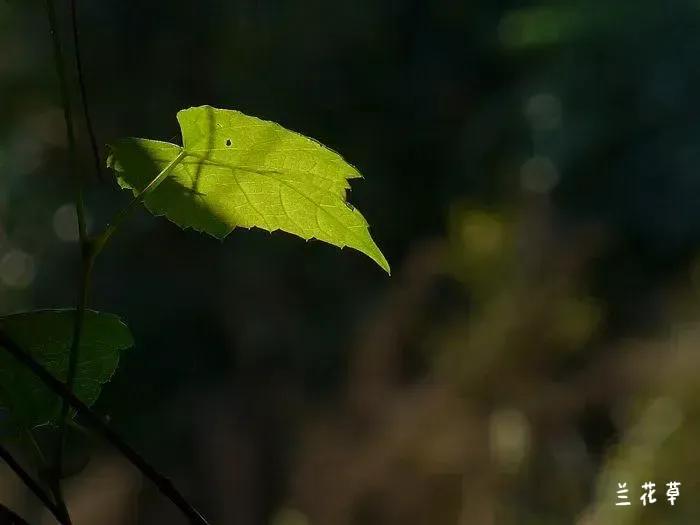 光影下的一片叶子。
莱卡C相机拍摄于公园小树林。
一束光，一片叶子，便成就了整个