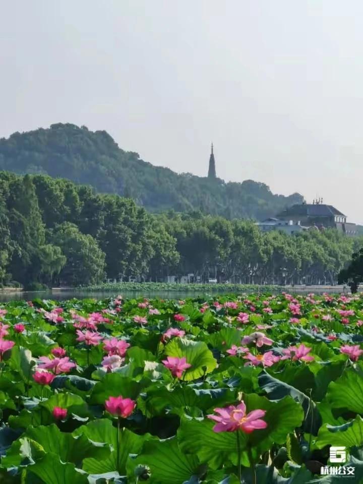 洛阳春满花添韵，
西子夏盈蕊送香。
网络图片