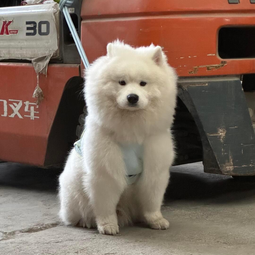 看的五箱货都被偷走了，今天没饭吃了耶 