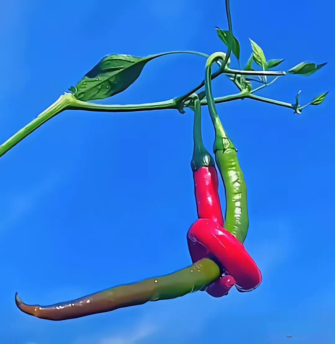 🍃

我先红，怕被摘走
就只能紧紧抱着你
我怕来不及，我要抱着你
​​世间万物