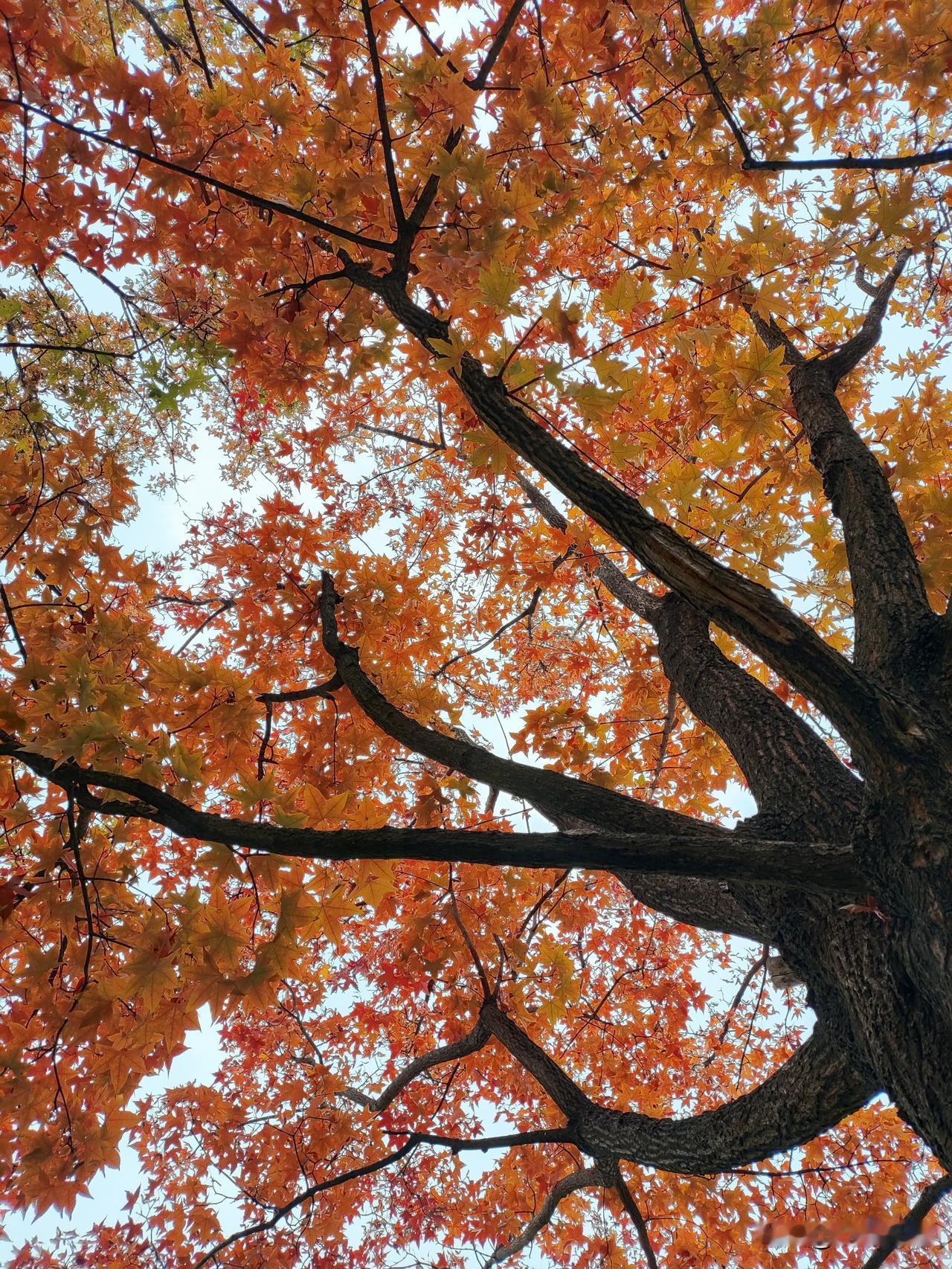 上联：千里黄河水涛涛，下联如何对万里长江岸苍苍