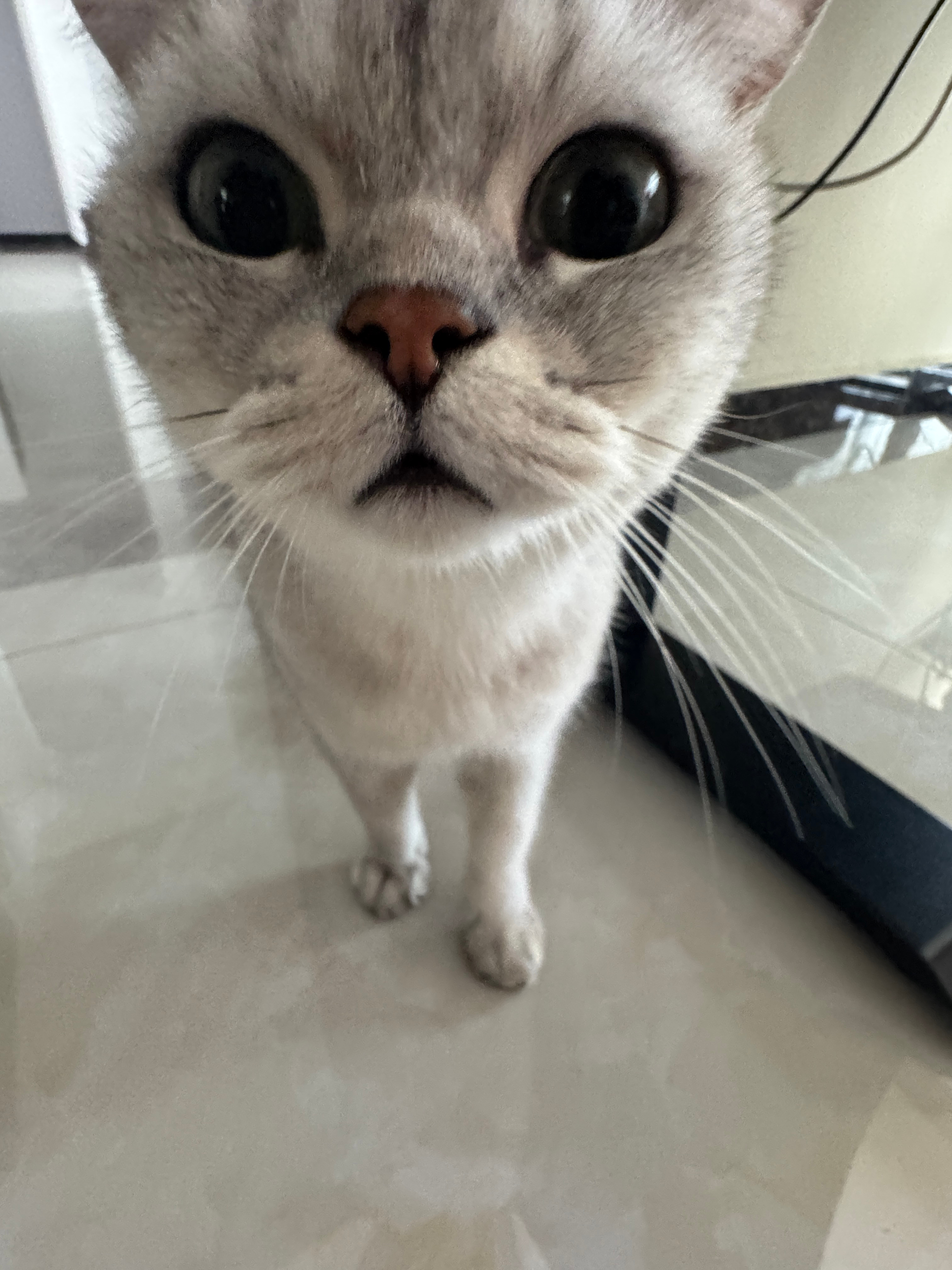 今天是香香咪