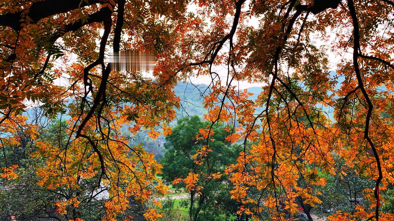 #一张图证明秋天来了#