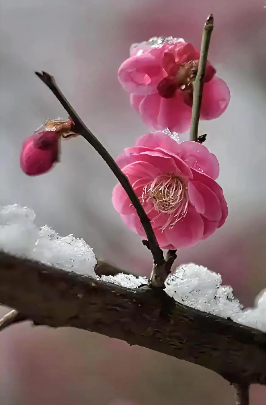 梅映晴光雪未消，一幅清绝之景跃然眼前。暖阳倾洒，给世界镀上一层金辉，那傲立枝头的