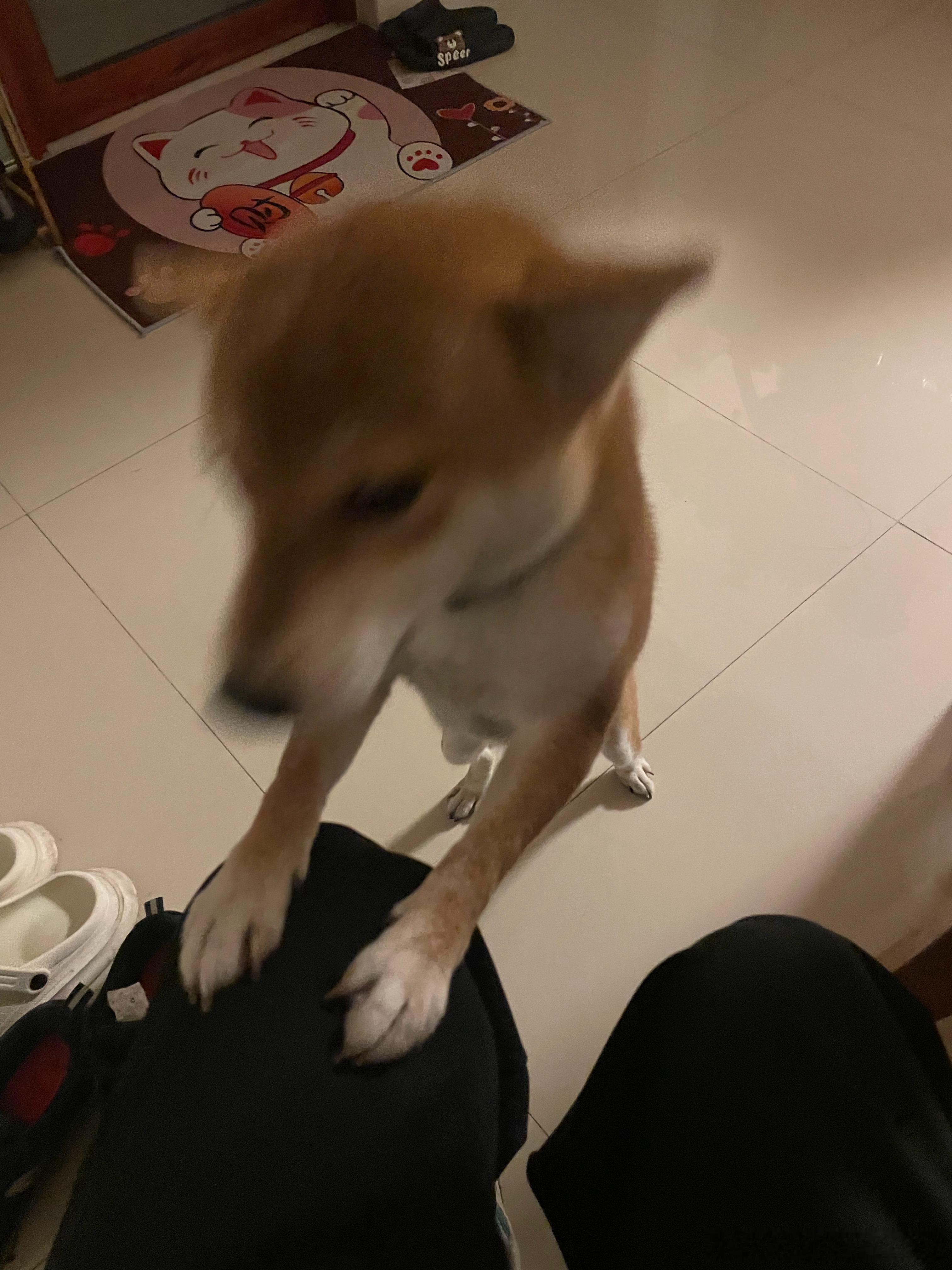 #连狗狗都热到中暑打针了#修勾 ​​​