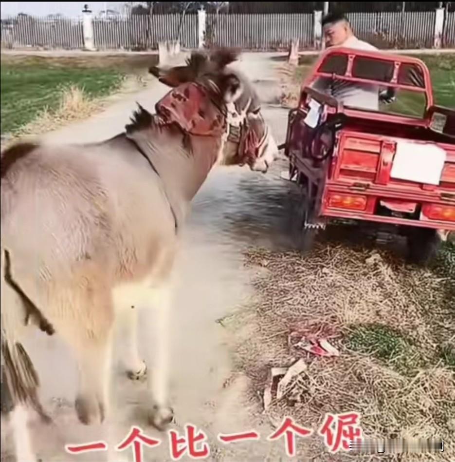一小伙开着三轮车，车在前面干，后面用绳子拉着驴走，但驴倔了，就是不走。气得小伙下