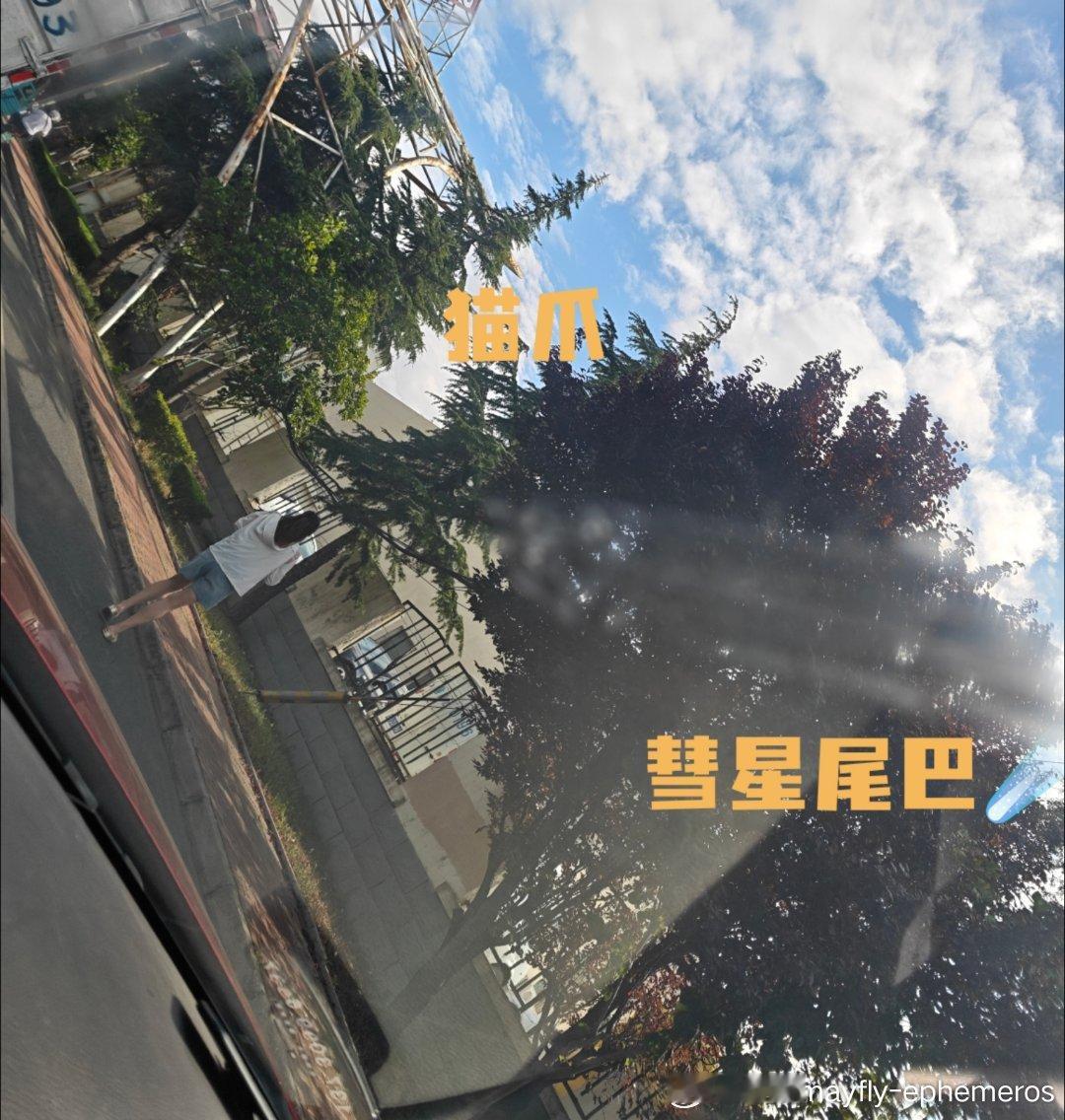 事情是这样的早上我出门在前挡风玻璃上看到了猫爪印超级可爱 很清晰的小梅花而且！这