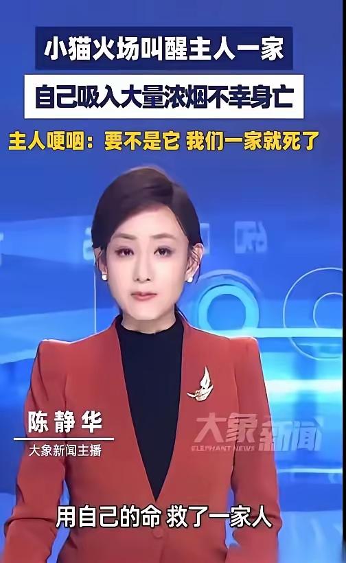 深圳那只救了全家的小猫，死因报告出来了。
不是烧死的，也不是被烟直接呛死的。我看