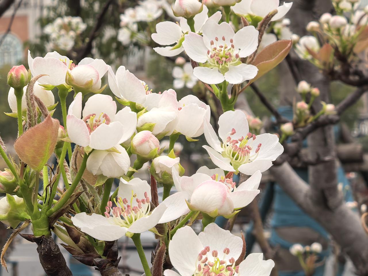 晒图笔记大赛你知道这是什么花吗？春天来了，各种花竞相开放。令人目不暇接。每朵花有