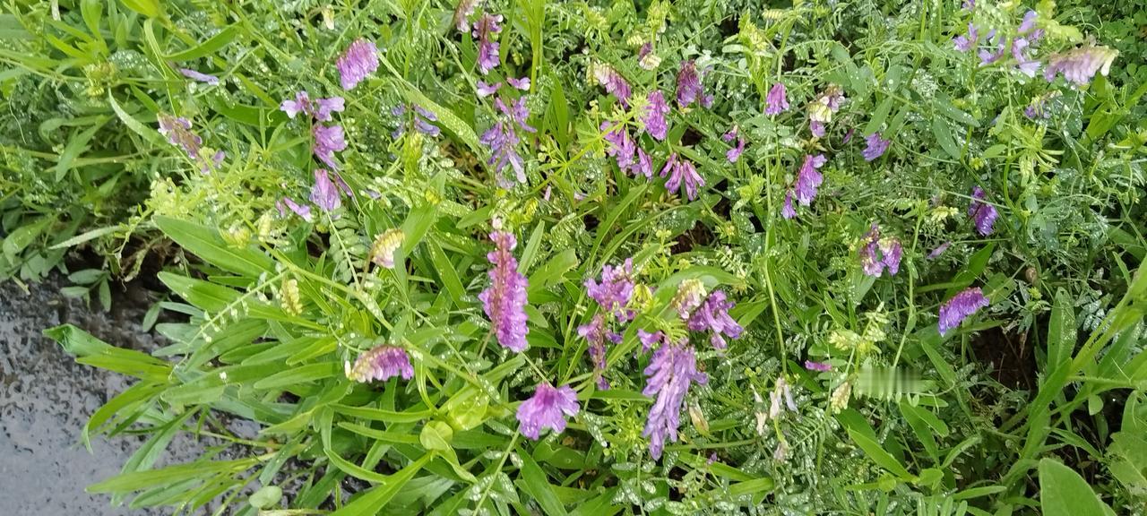 公园🌸🌿随手拍