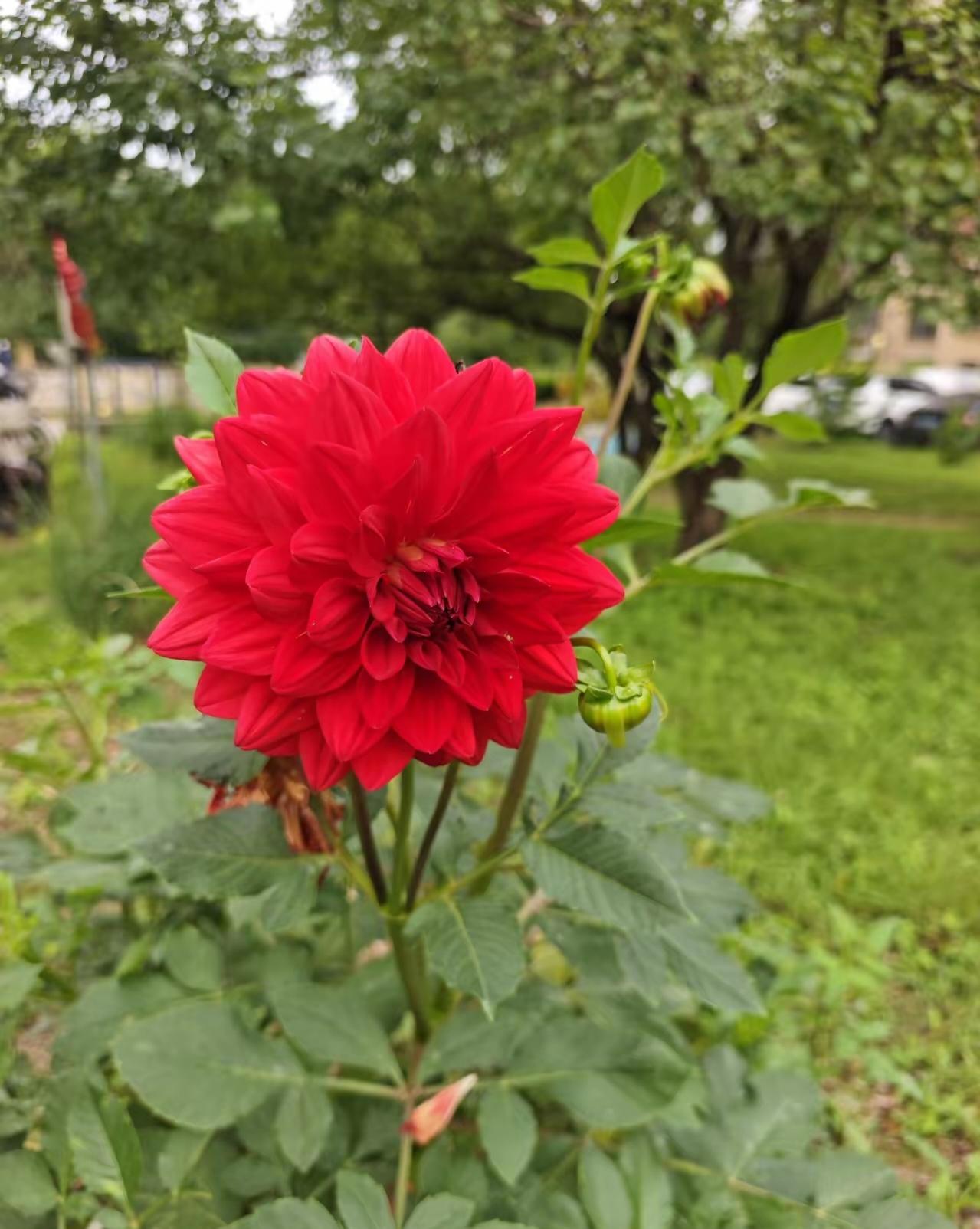 这是什么花？这个花你们那里叫什么？太漂亮了。
红红的花热烈如火，开得轰轰烈烈。