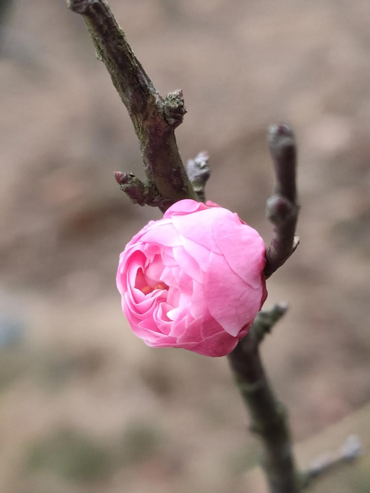 分享一张樱花的照片