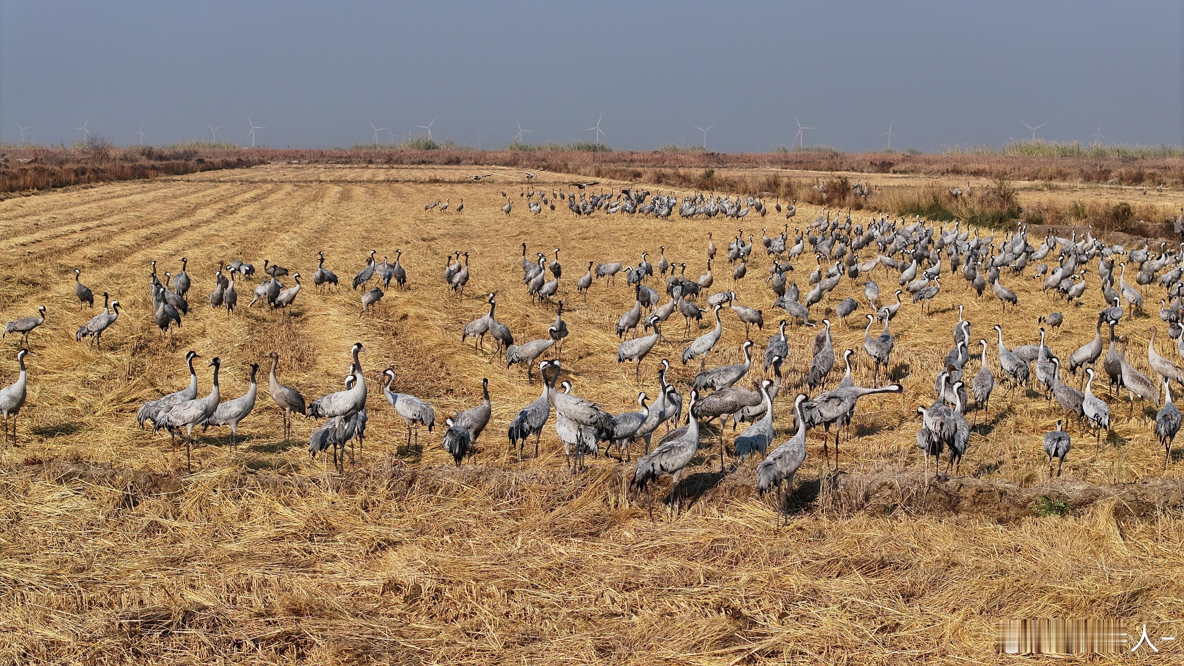 东营鸟浪点燃观鸟经济大家一定要合理合法的观鸟，不要用无人机追逐鸟类，我们本地群里