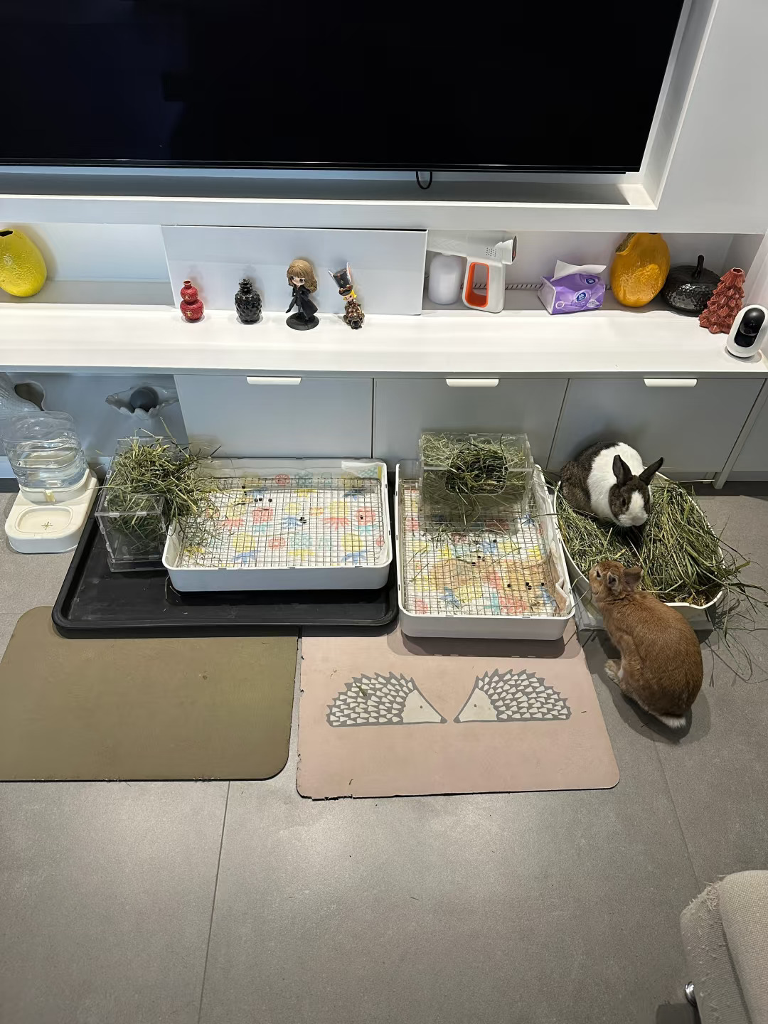 兔宝独自在家三天