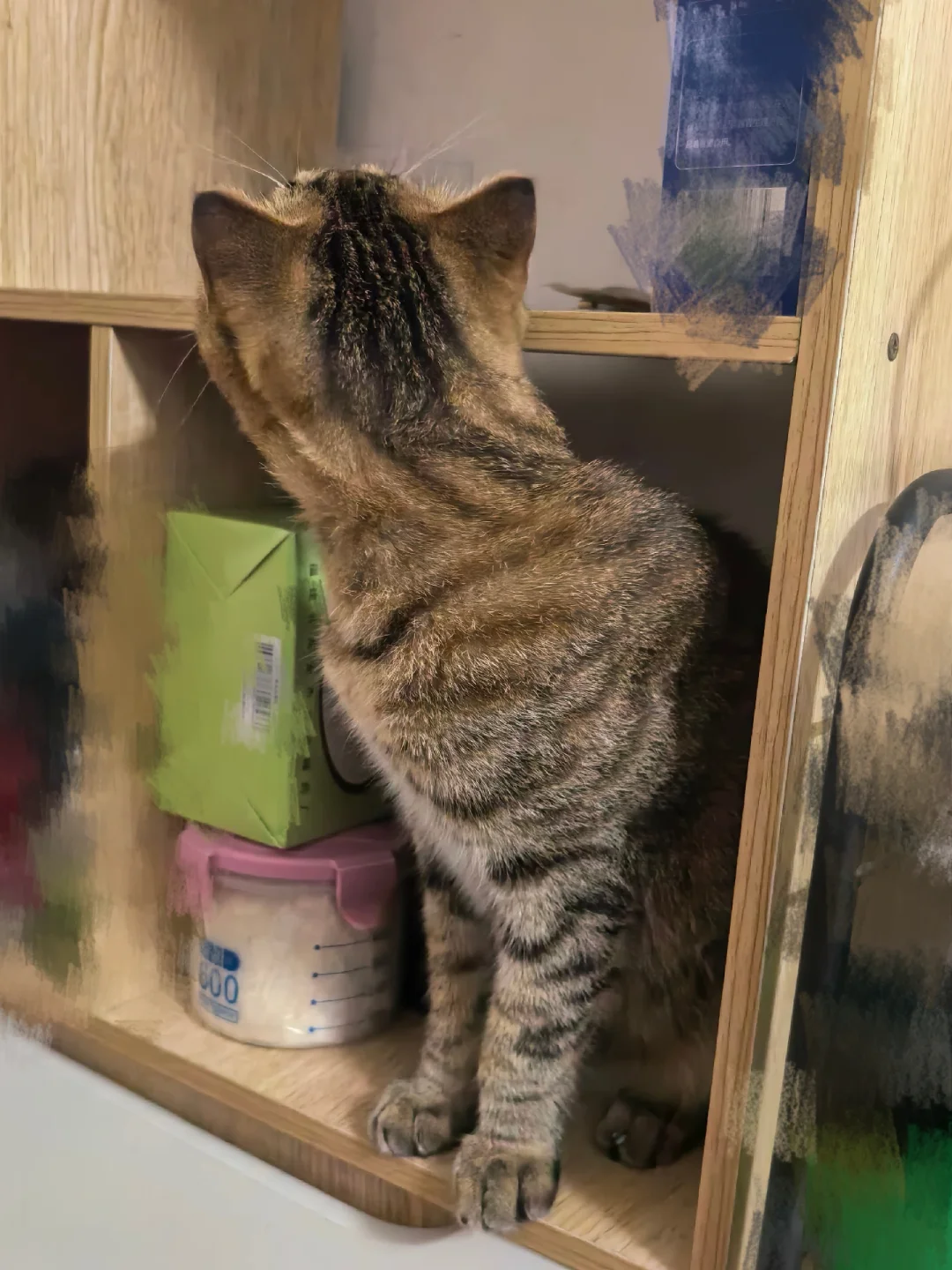 找了半天都没找到猫🐱