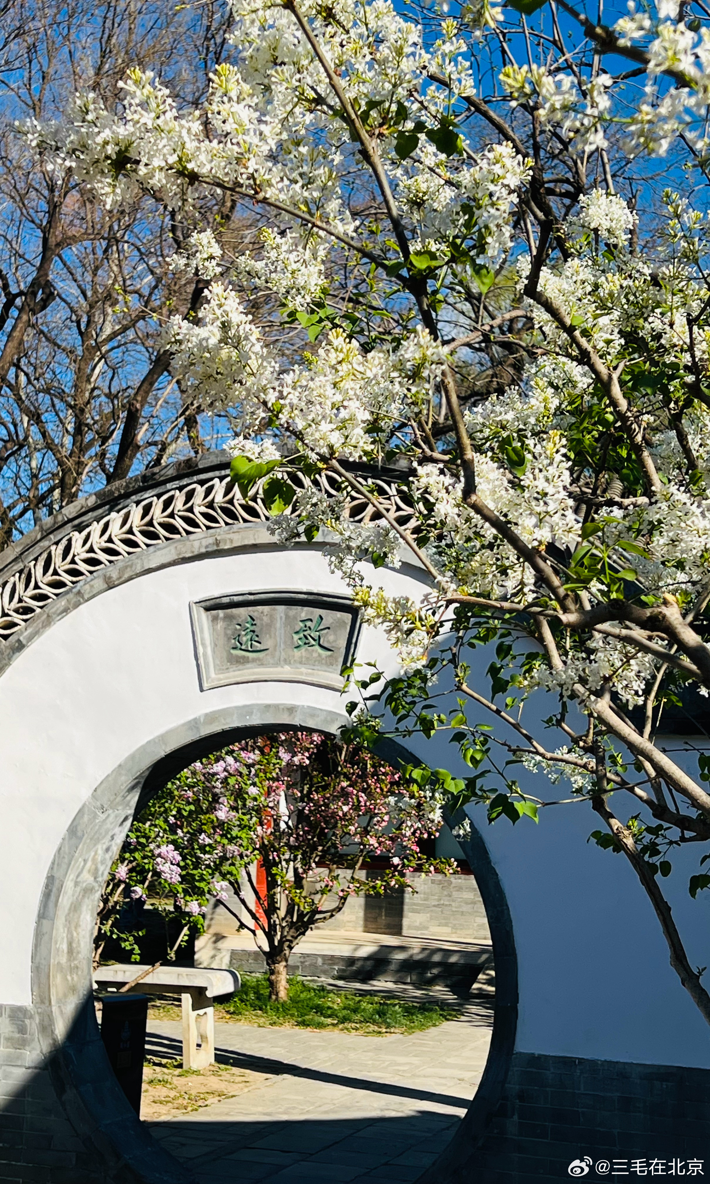 颐和园 水草学堂 丁香花开摄影