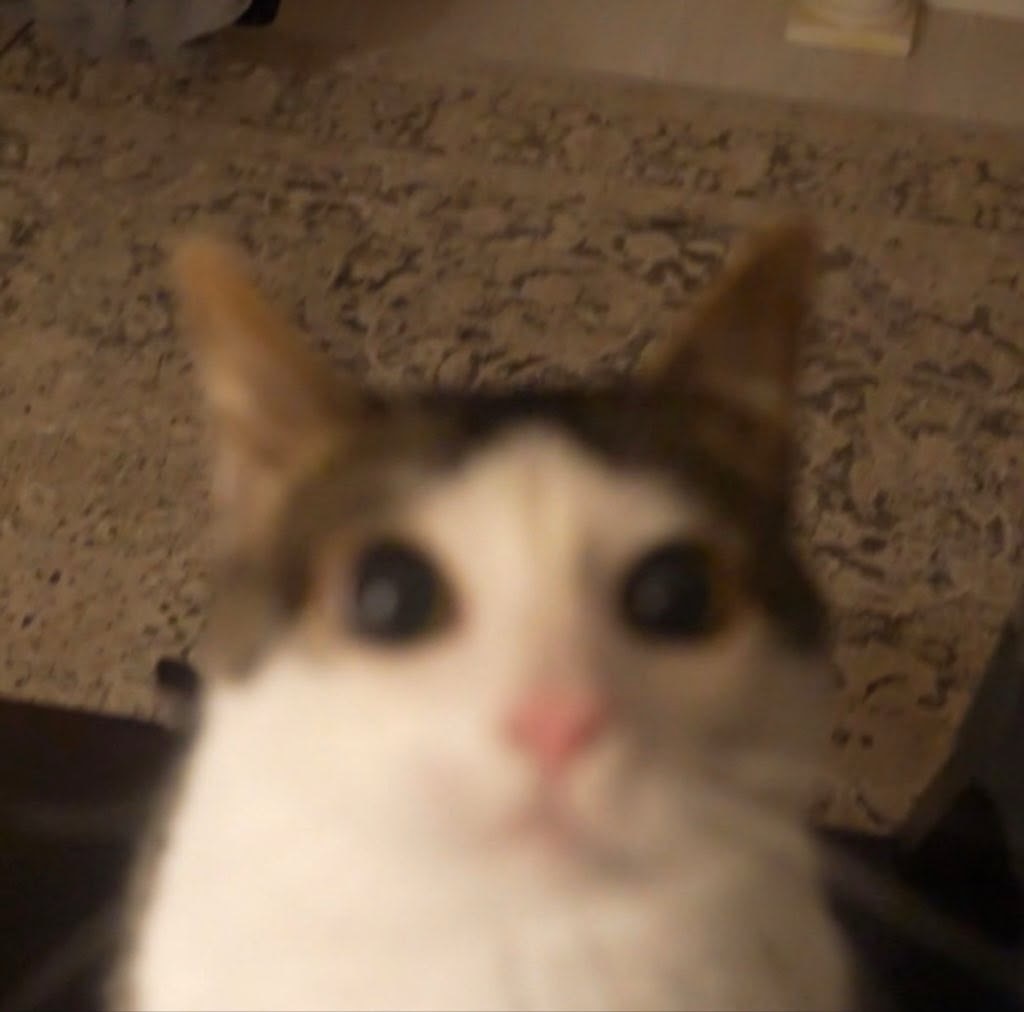一组萌萌的可爱猫猫头像 