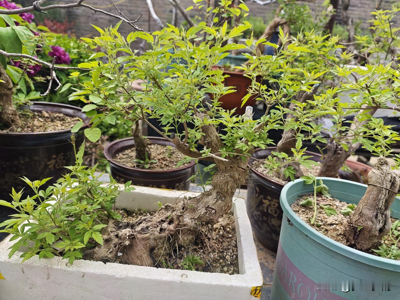 有和我一样喜欢盆景的朋友吗?很早的时间我就喜欢盆景，总感觉到玩盆景是一种生活的享