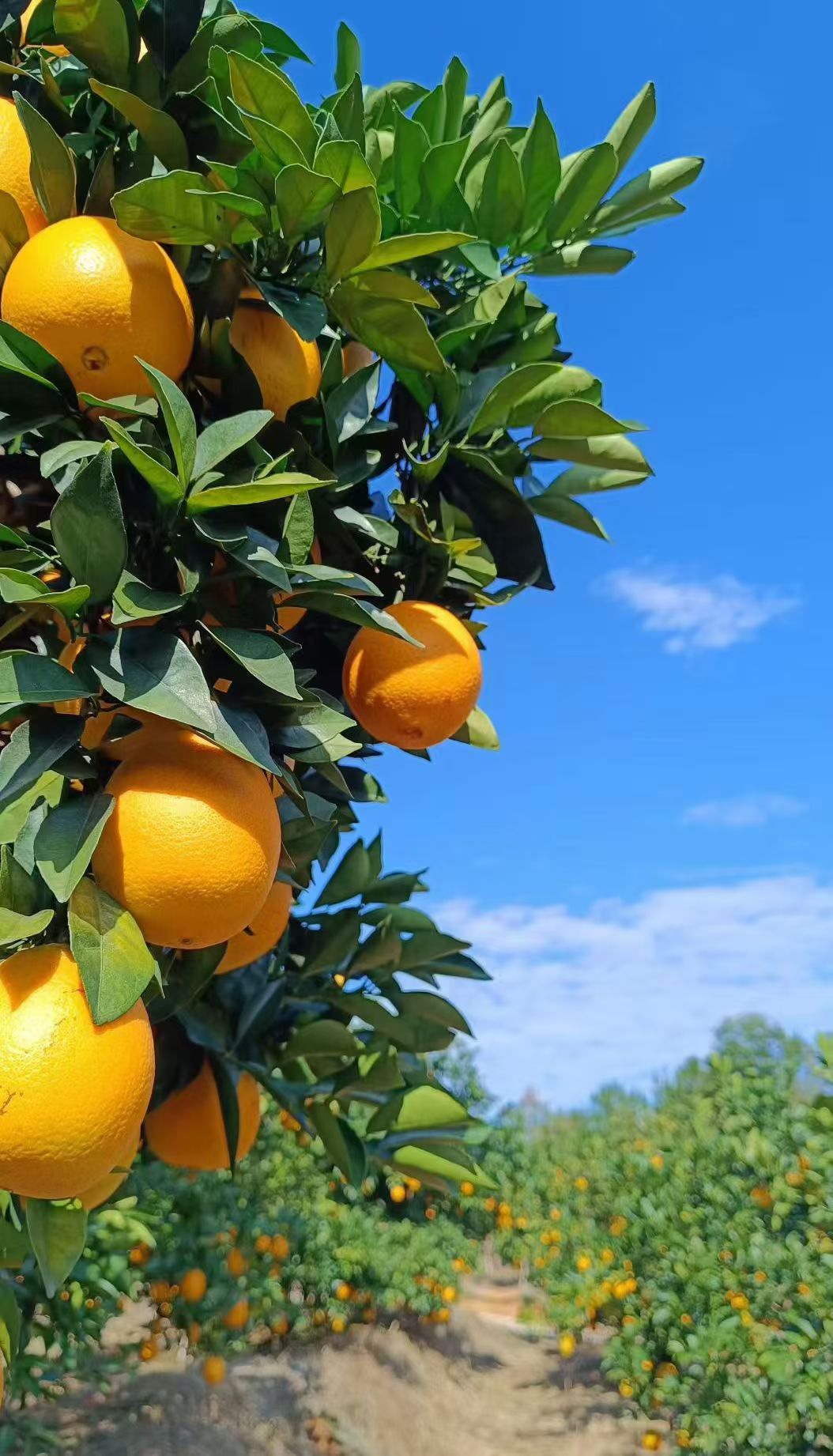 大概没有什么水果比橙子🍊更适合冬季☀气香味浓，温润去燥一口香甜，润了整个冬天我