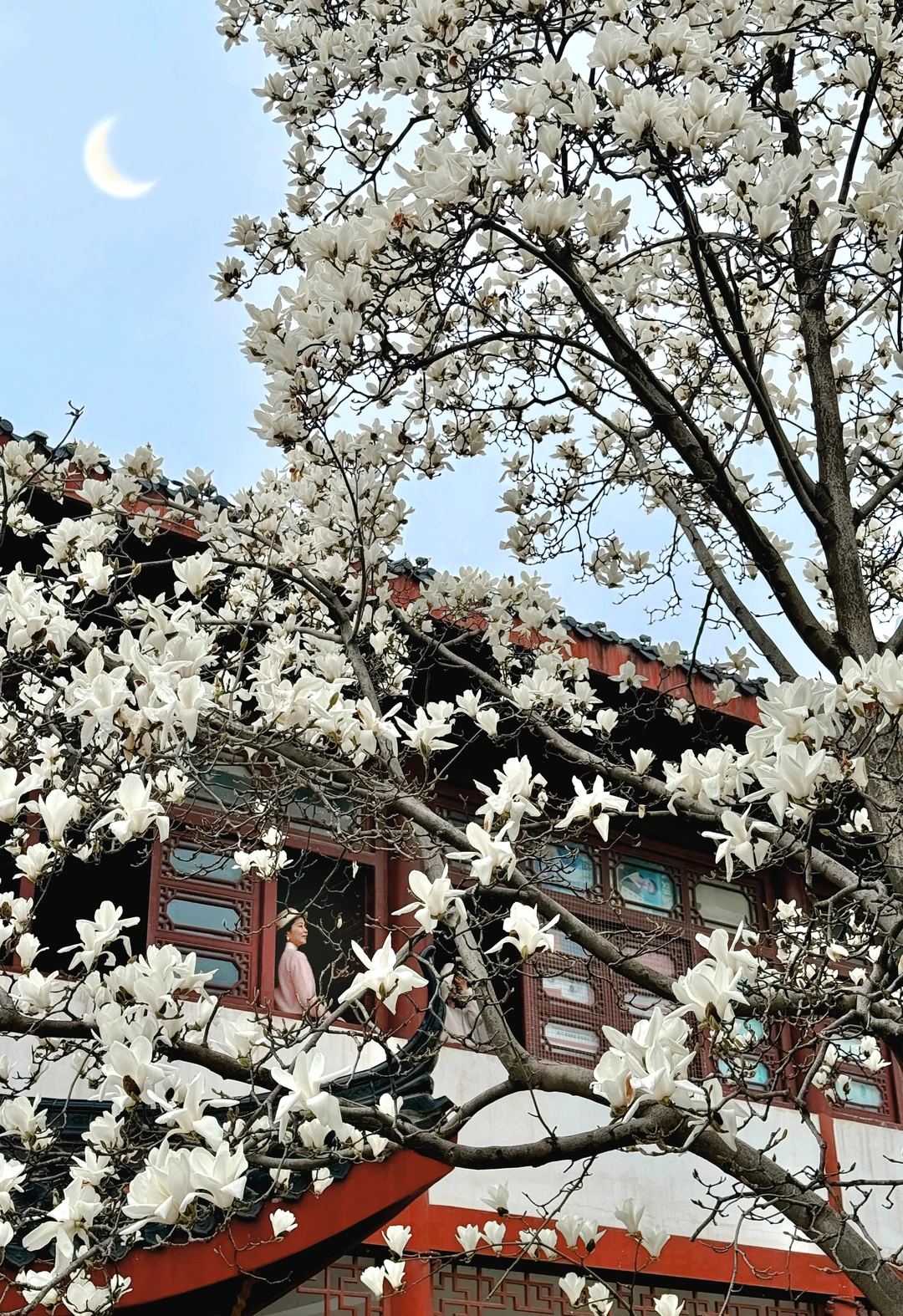 3.10实拍，不是苏州，武汉古风玉兰杀疯了！！！
