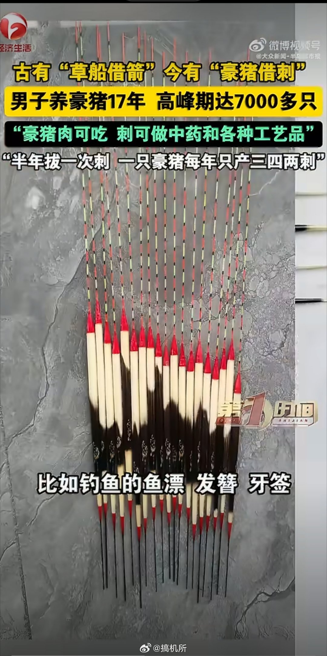 男子养豪猪拔刺一斤能卖400元华农兄弟可以改养豪猪了