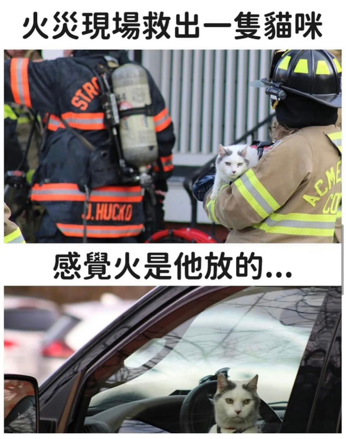 不准以貌取猫！小猫咪做错了什么[哼] ​​​