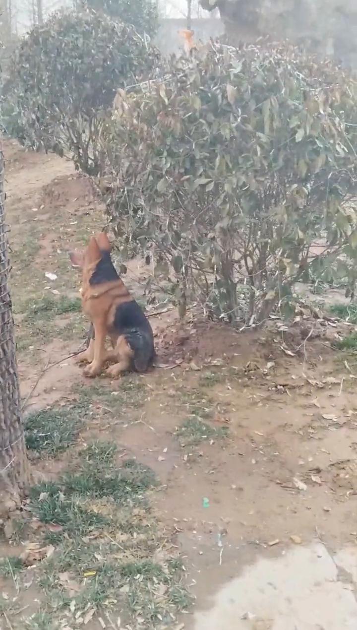 看什么？没看过小狗吗？还是没看过这么可爱的小狗。