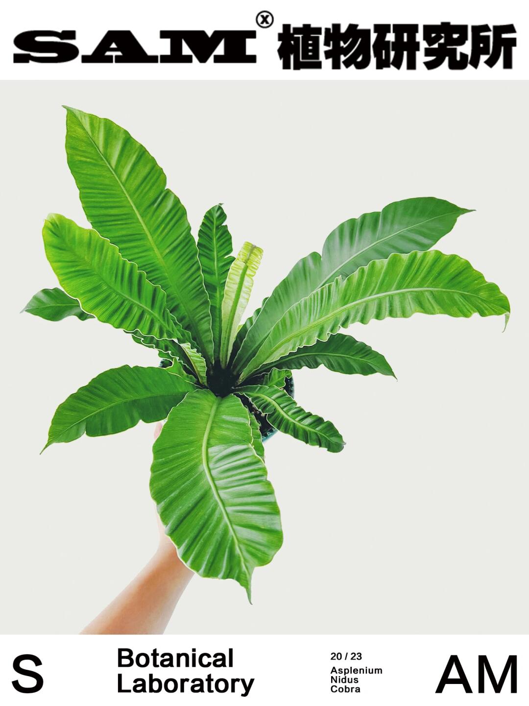 眼镜蛇鸟巢蕨｜Asplenium Nidus 'Cobra'