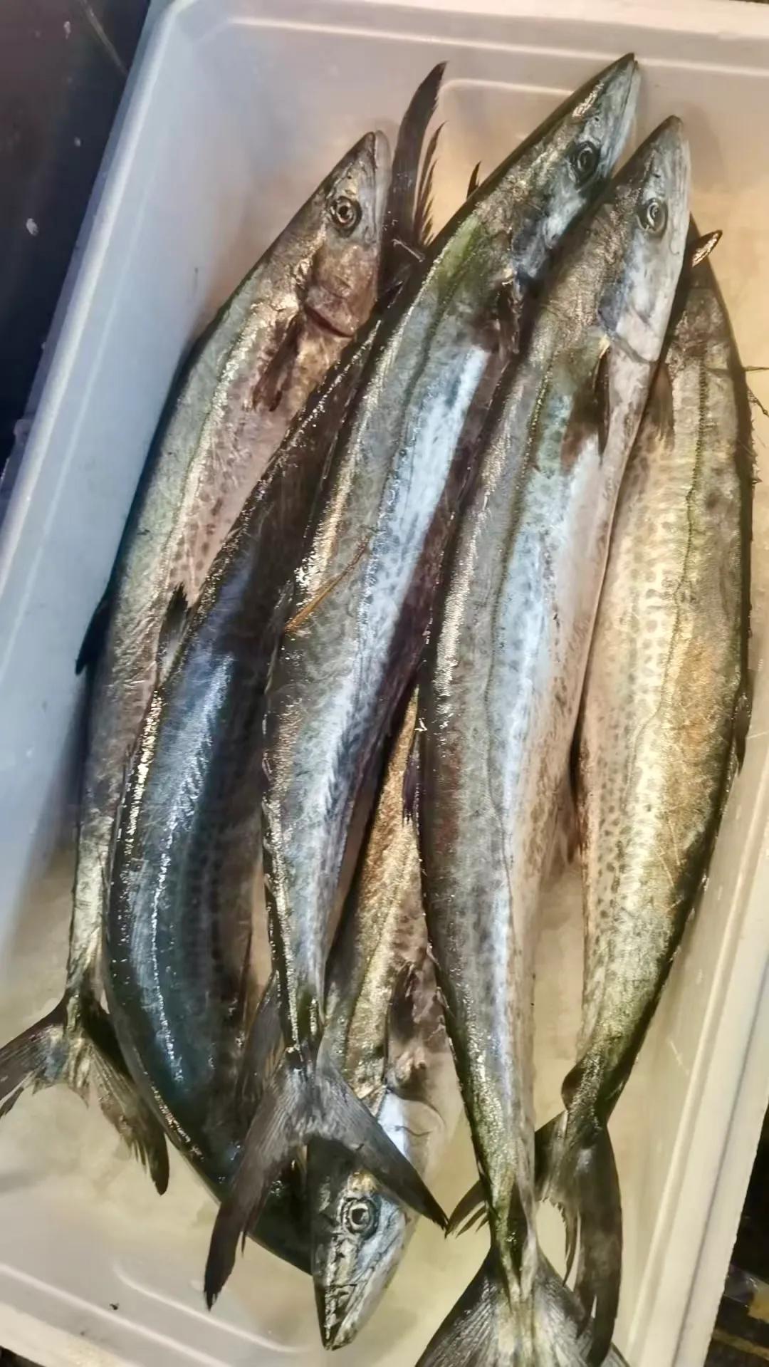 爷叔口中的川乌正在从老家宁海来杭州的路上，早上五点就被电话打醒选货，太赞了！嘴巴