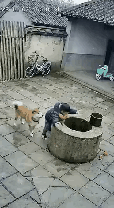 狗子太聪明了[赞]