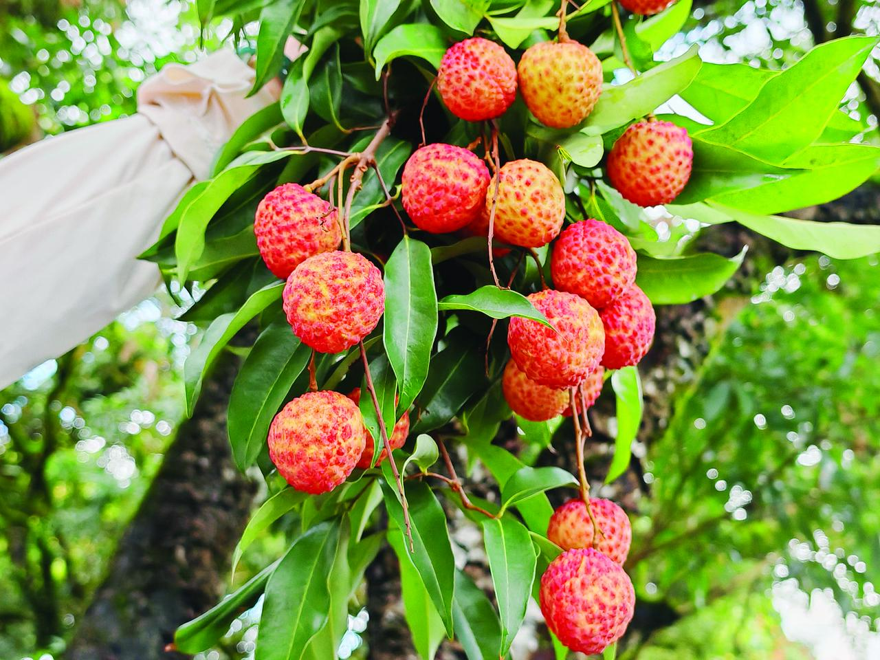 惠州培优育强本土优势荔枝新品种“宫粉糯”

在惠州博罗公庄镇维新村，果农高志强的