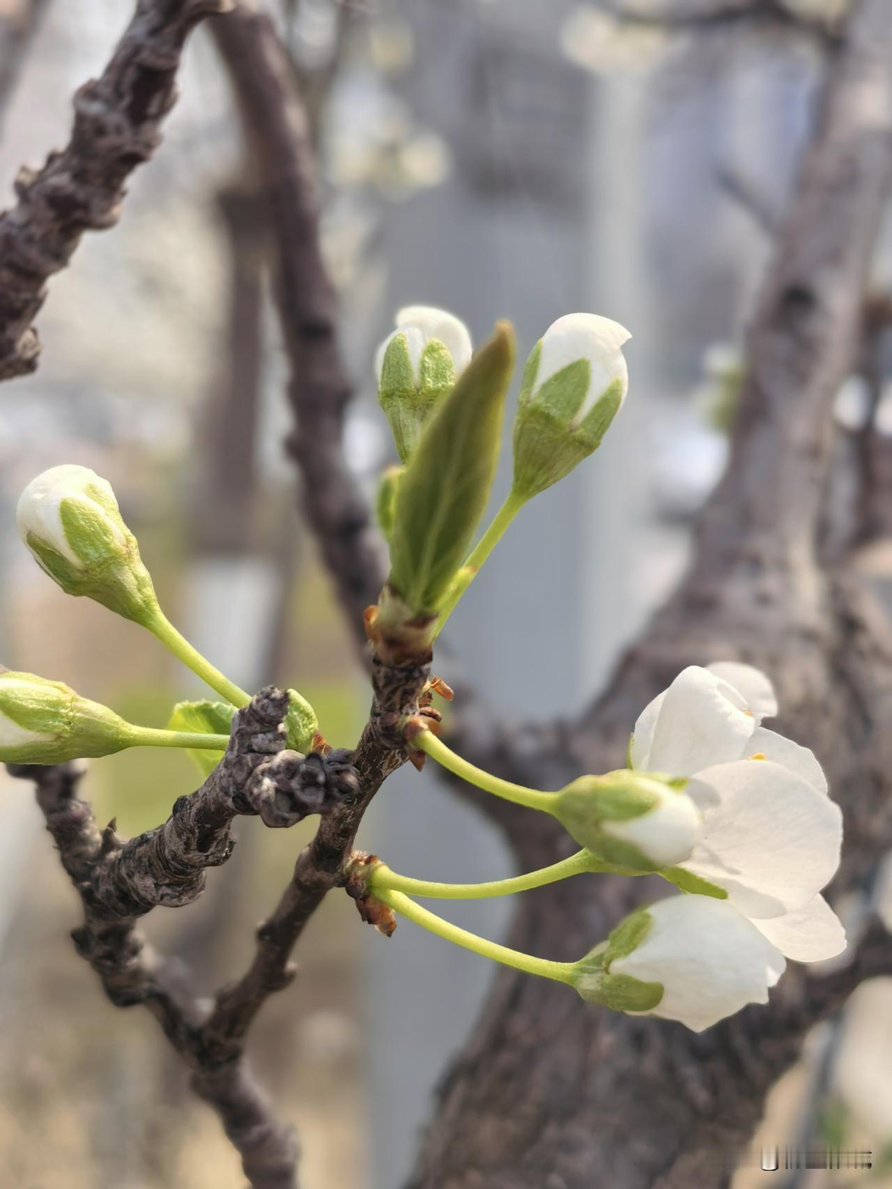 小树发新枝
娇艳鲜欲滴
绿植风景照 春天花草图 绿植照 冬日绿植拍照 绿植合影 