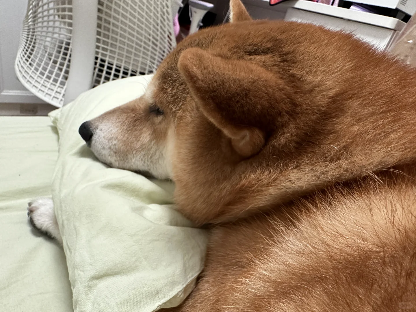 诶，小狗不可以上床