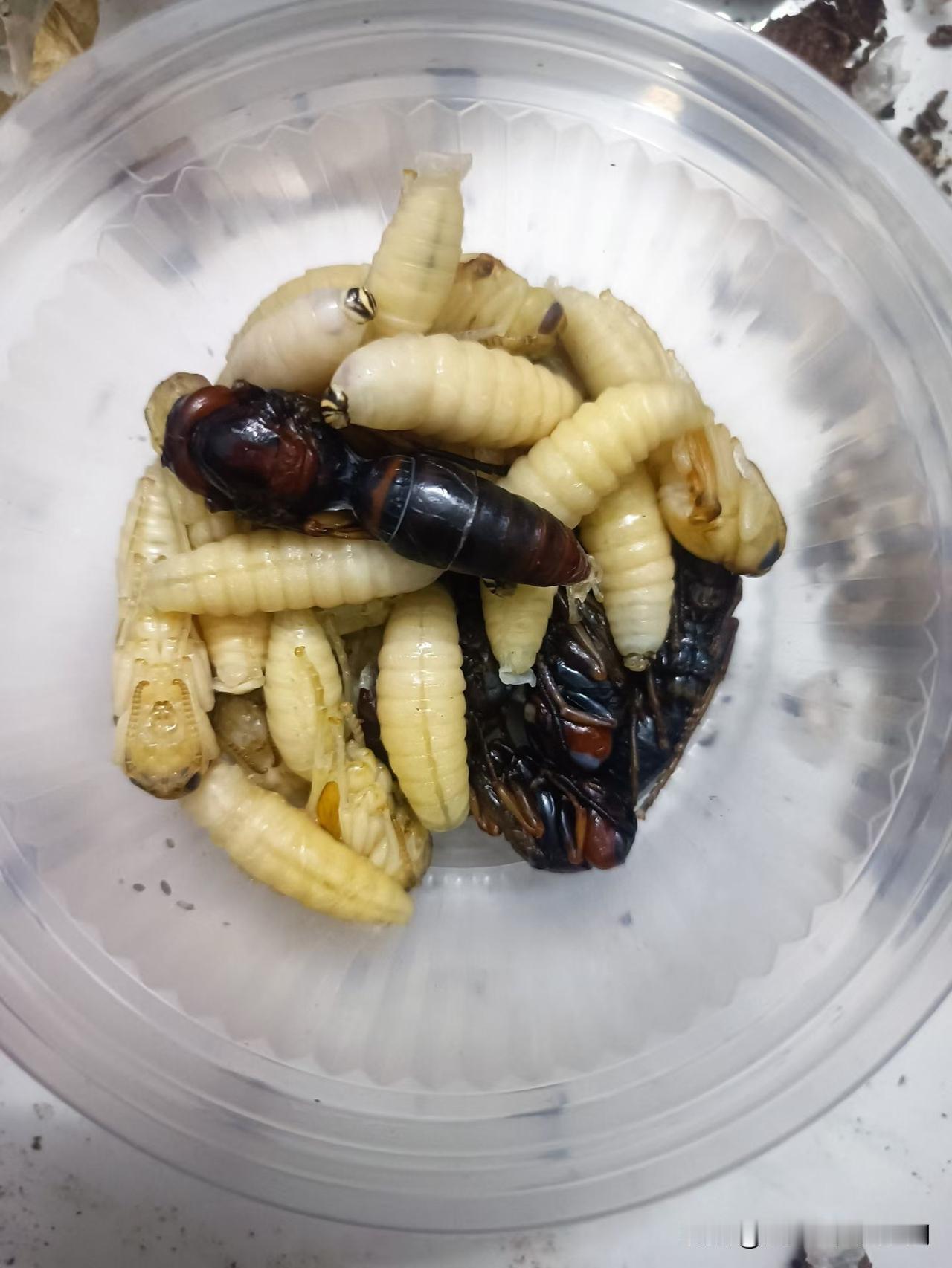 听说这是广东人的一道美食佳肴？
刚野外采摘的新鲜出炉，看起来高营养高蛋白，但是这