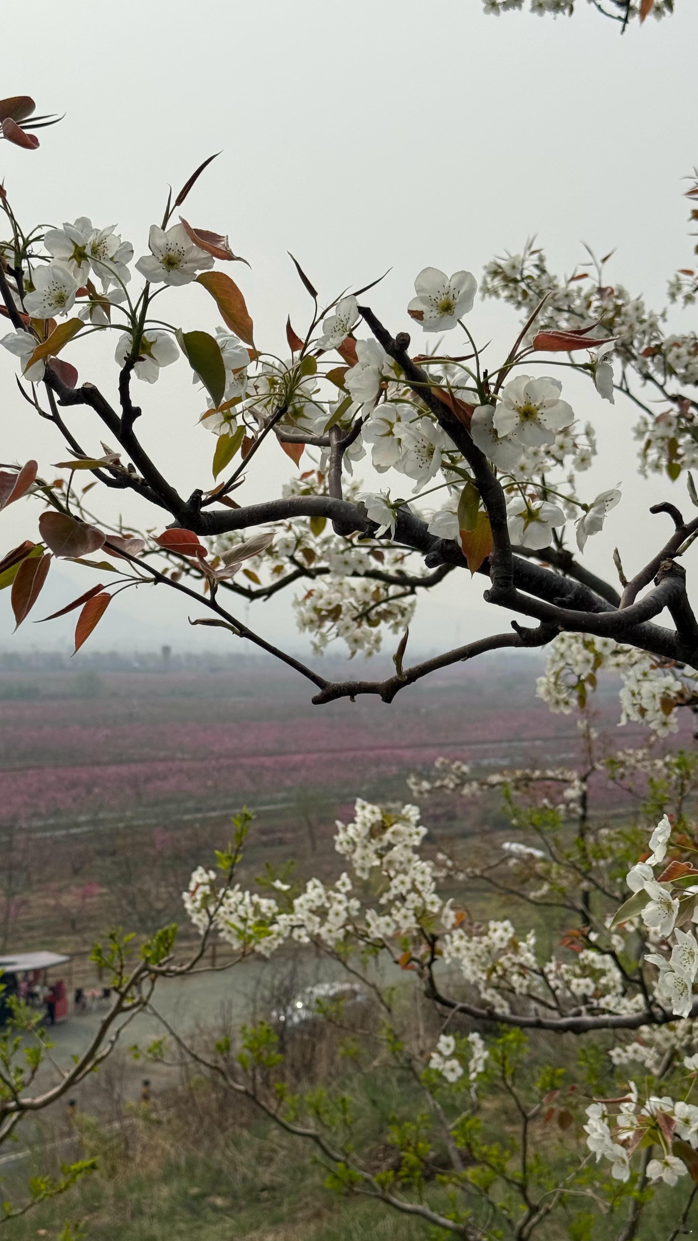 平谷·看桃花…… 