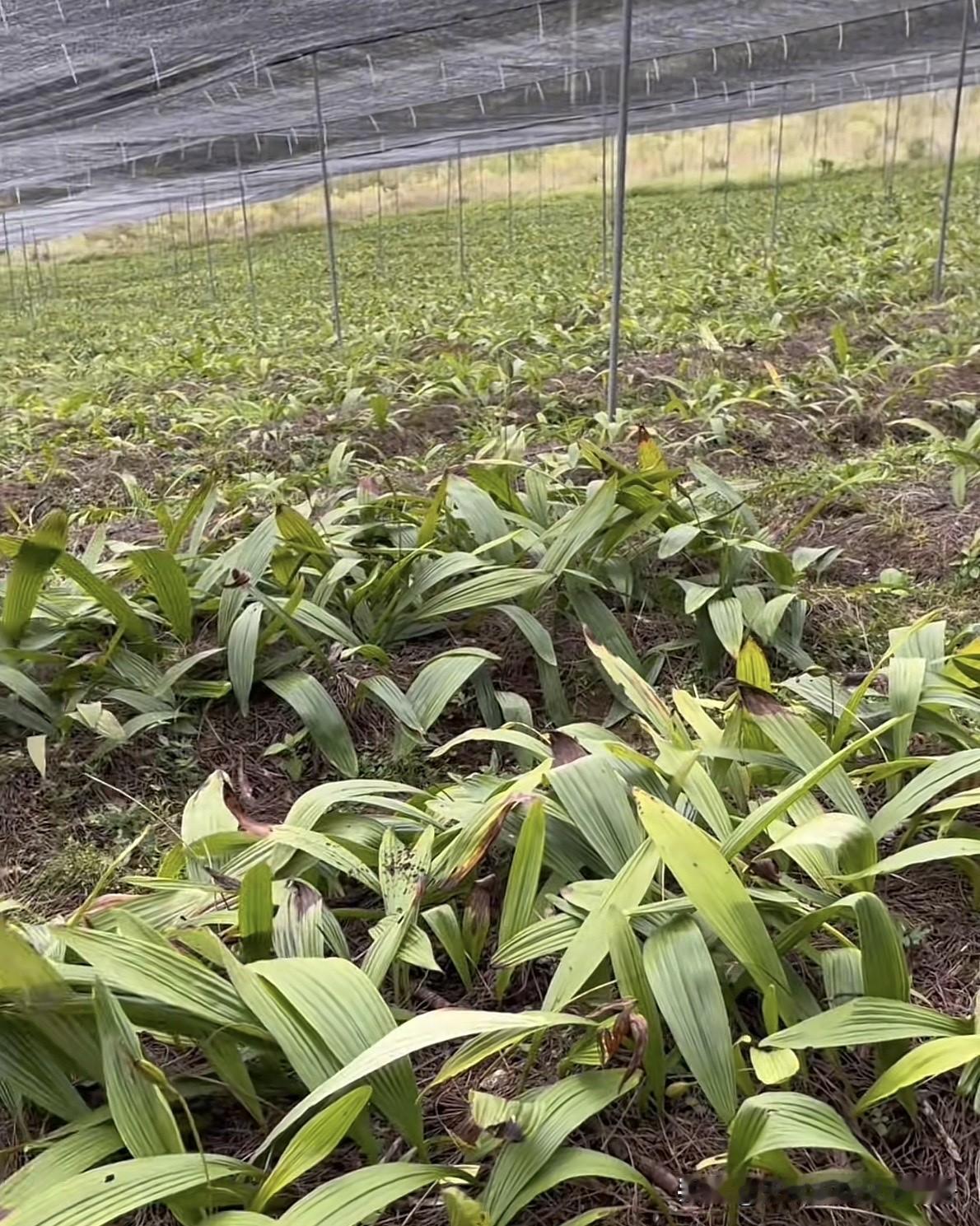 喷灌与滴灌没有绝对的优劣，核心看作物类型、种植模式、地形与管理条件，二者在节水、