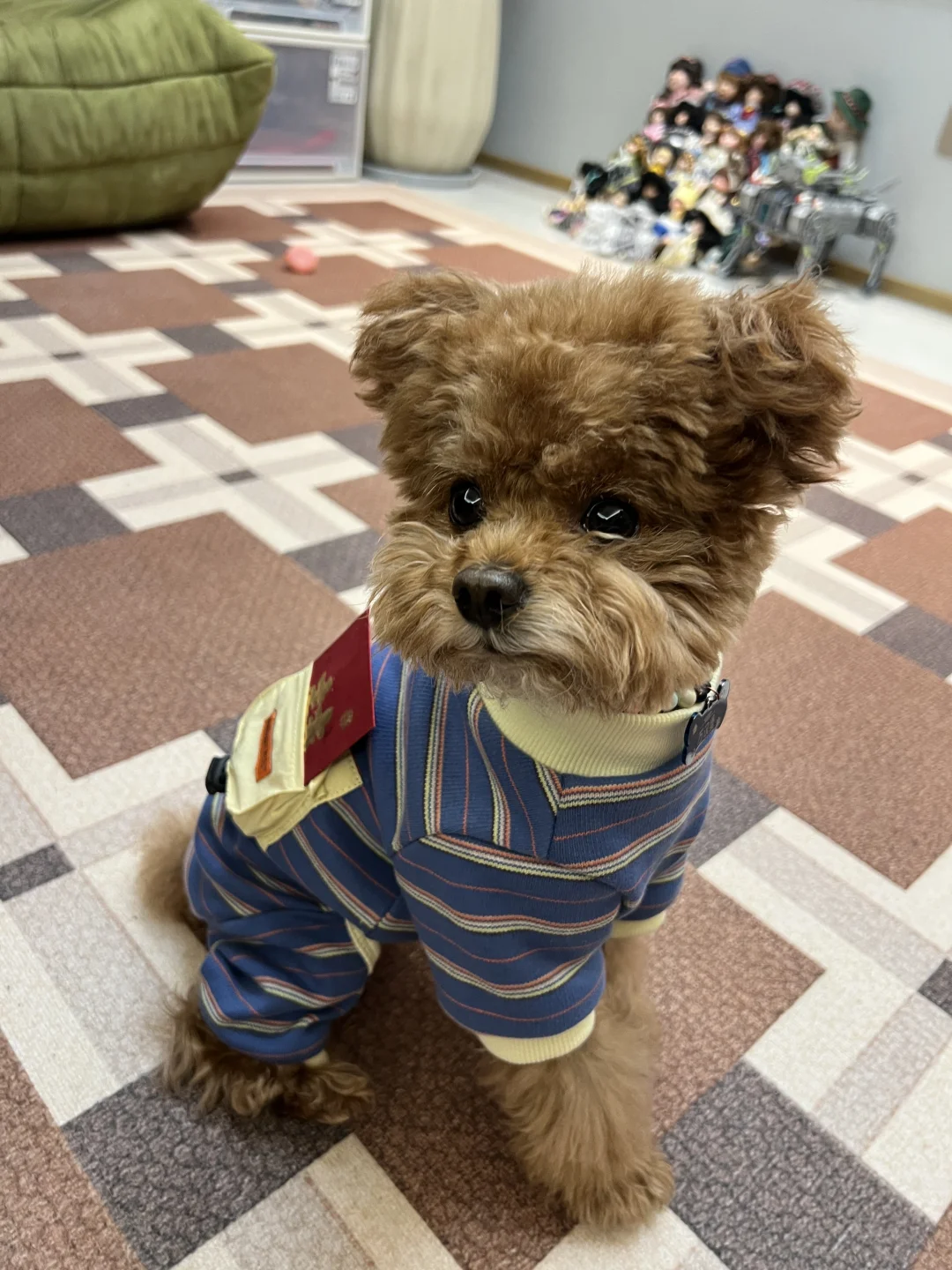 我的汉堡宝🐶也有压岁钱🧧